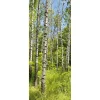 Pancartas De Primavera|Decoración De Primavera>DecoWoerner Bandera De Tela Ignífuga "Bosque De Abedules En Primavera" 75 X 180 Cm