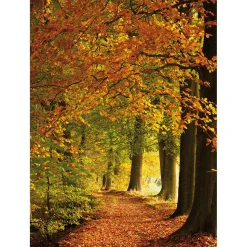 Bandera Xxl>DecoWoerner Bandera De Tela XL "Bosque De Otoño" De Tela De Bandera Ignífuga 150 X 200 Cm naranja