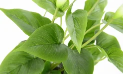 Plantas De Interior|Flores Artificiales>DecoWoerner Calla Planta Artificial Blanca 40 Cm En Maceta blanco