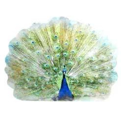 Decoración De Animales|Decoración De Primavera>DecoWoerner Colgante De Exposición "Pavo Real" Anchura 62 Cm verde