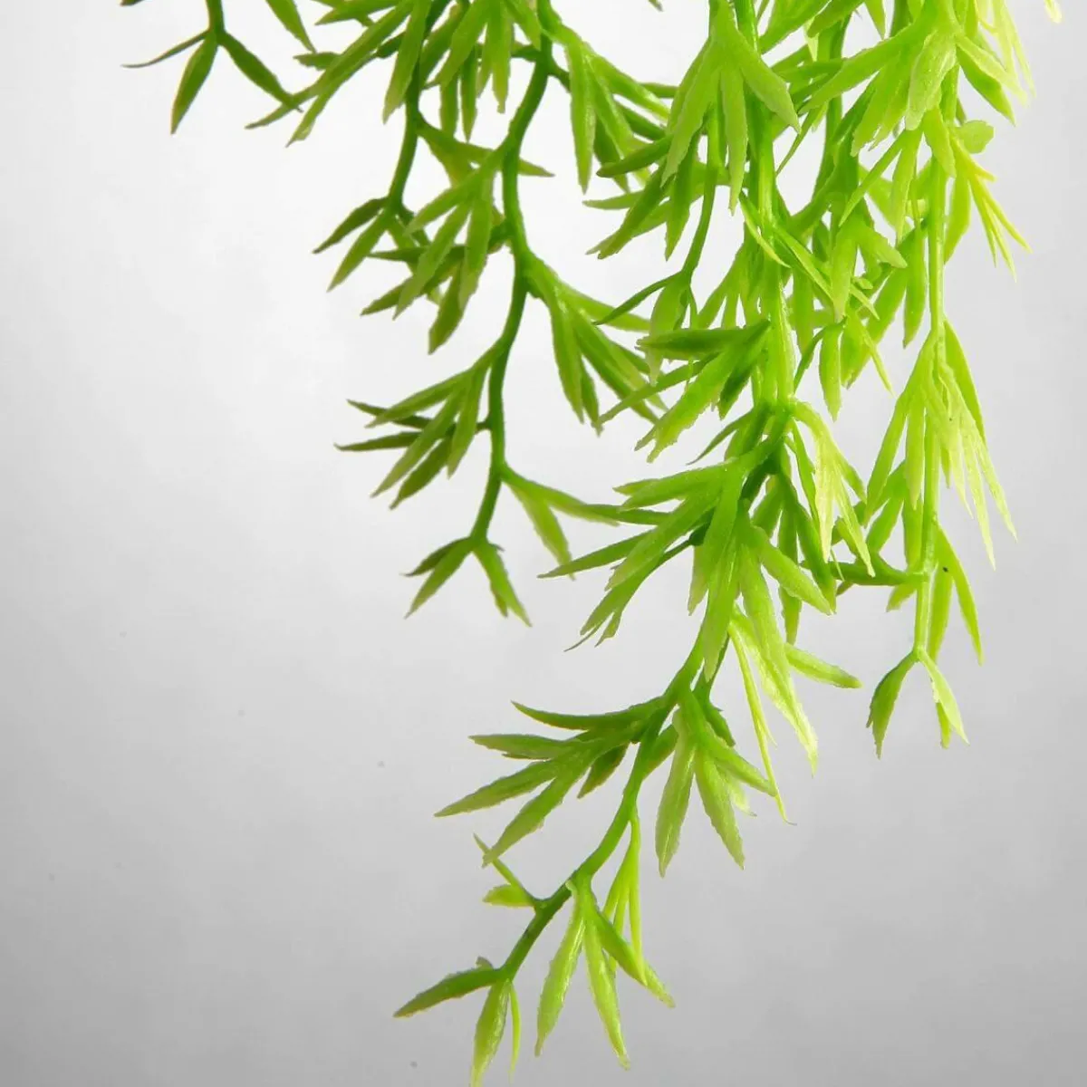 Plantas Verdes|Plantas Colgantes>DecoWoerner Colgante De Plantas Artificiales Espárragos De Sprenger , 84 Cm verde
