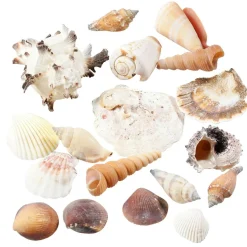 Decoración Dispersa|Decoración De Verano>DecoWoerner Conchas Y Caracoles Decorativos, 1400 G multicolor