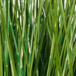 Plantas De Interior|Hierba Decorativa>DecoWoerner Deco Hierba Cebra En Maceta Blanca 78 Cm verde