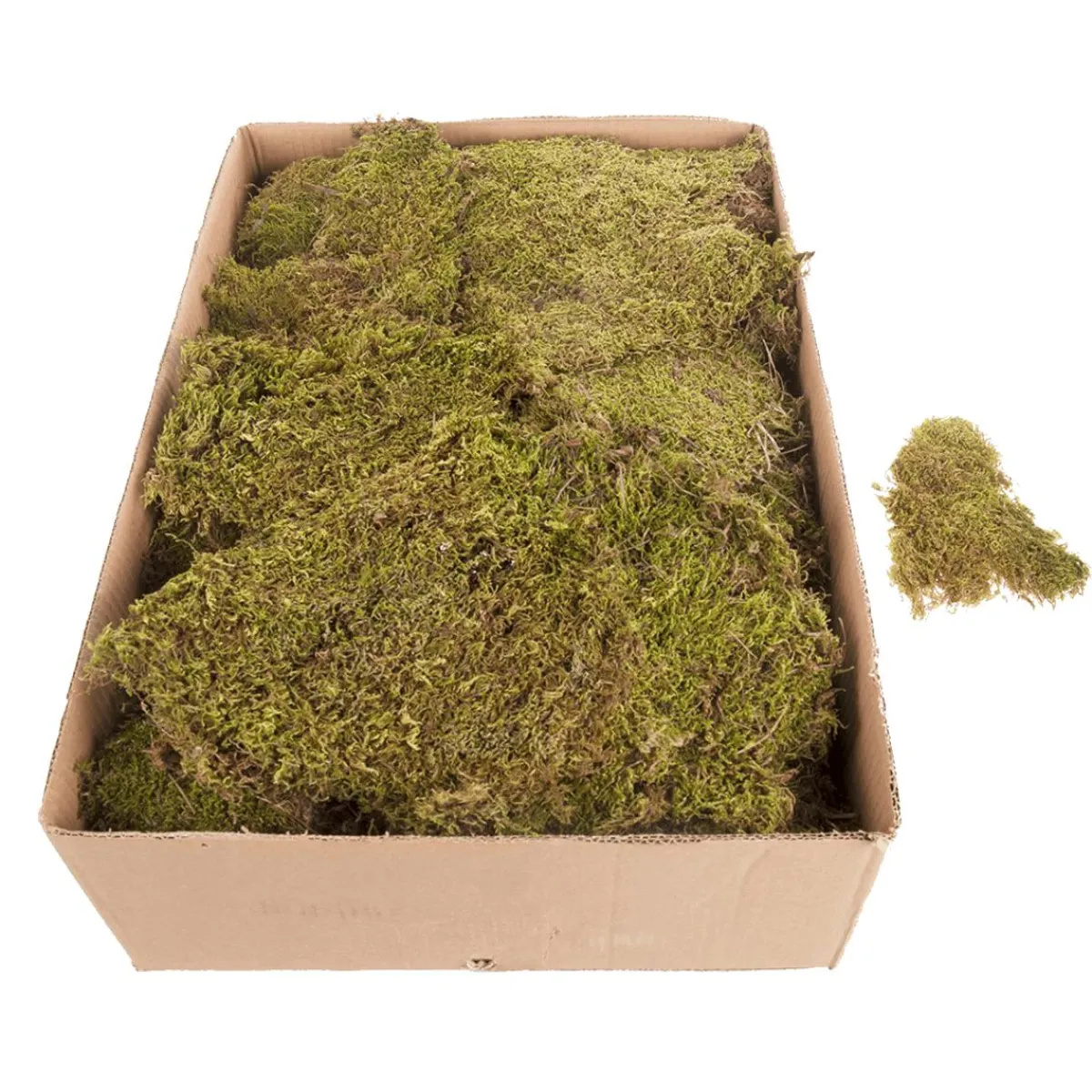 Decoración Natural|Césped Artificial>DecoWoerner Esteras De Musgo, Placas De Musgo 2 Kg verde