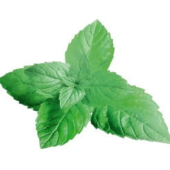Decoración De Verano|Verduras Y Hierbas>DecoWoerner Expositor Para Colgar "Menta" 42 X 55 Cm verde