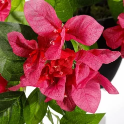 Plantas De Interior>DecoWoerner Flor Artificial Colgante Bougainvillea En Maceta 60 Cm rosa