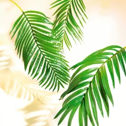 Decoración De Verano|Hojas><noscript><img width=