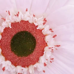 Decoración De Primavera|Cabezas De Flores Artificiales>DecoWoerner Gerbera Gigante, 45 Cm Ø, rosa