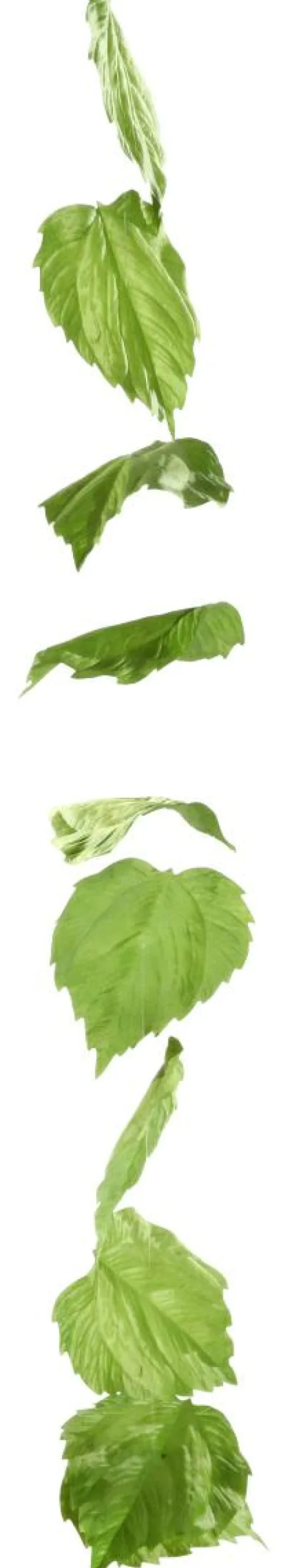 Decoración De Primavera|Decoración De Otoño>DecoWoerner Guirnalda Artificial De Hojas De Abedul 160 Cm verde