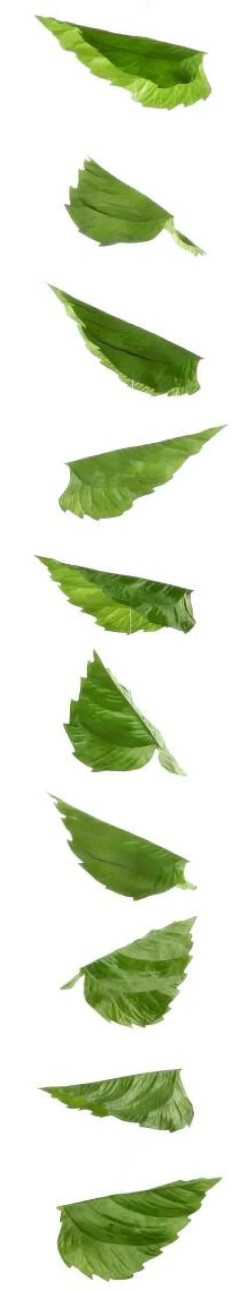 Decoración De Primavera|Decoración De Otoño>DecoWoerner Guirnalda Artificial De Hojas De Abedul 160 Cm verde