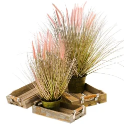 Hierba Decorativa><noscript><img width=