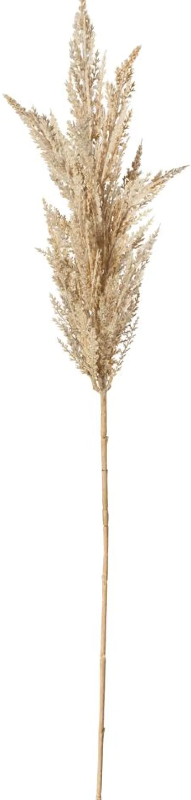 Ramas Y Ramitas>DecoWoerner Hierba De La Pampa De Caña Decorativa, 94 Cm Beige