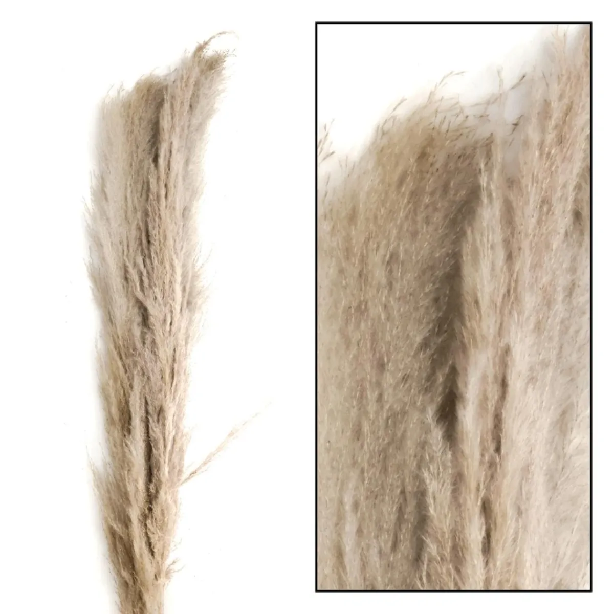 Decoración Natural|Hierba Decorativa>DecoWoerner Hierba De La Pampa Seca De Verdad Paquete De Tres 150 Cm marrón