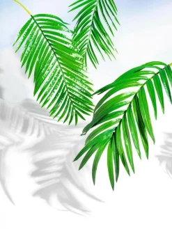 Decoración De Verano|Hojas><noscript><img width=