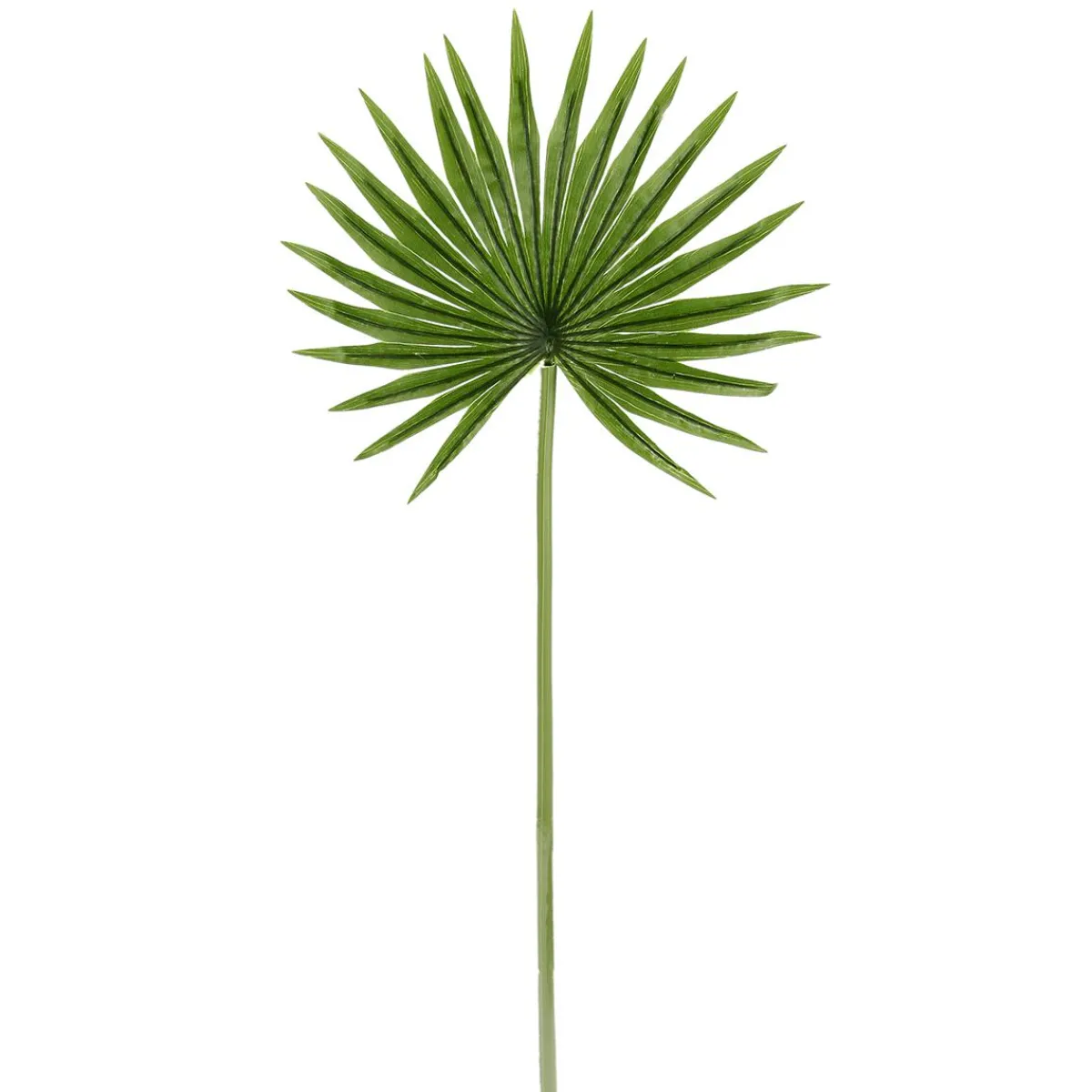 Decoración De Verano|Hojas>DecoWoerner Hoja De Palmera En Abanico Decorativa, Longitud 66 Cm, 2 Piezas verde