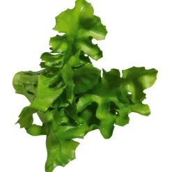 Verduras Y Hierbas><noscript><img width=