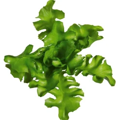 Verduras Y Hierbas><noscript><img width=