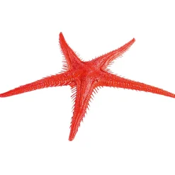 Decoración De Verano|Pescados Y Mariscos>DecoWoerner Imitación De Estrella Do Mar, 2 Piezas rojo