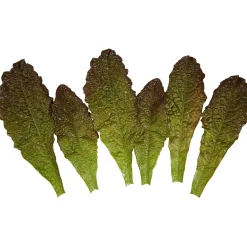 Verduras Y Hierbas>DecoWoerner Imitación De Hojas De Lechuga Romana - Rojo, 6 Piezas verde