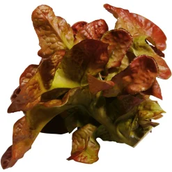 Verduras Y Hierbas><noscript><img width=