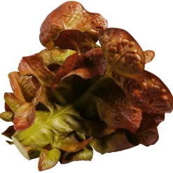 Verduras Y Hierbas><noscript><img width=