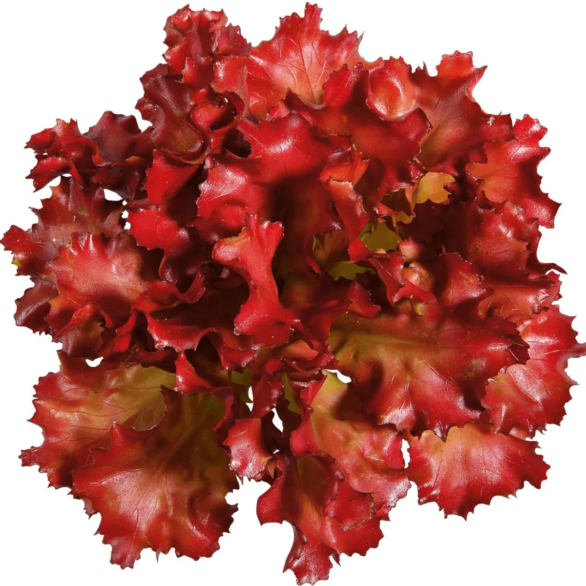 Verduras Y Hierbas>DecoWoerner Imitación De Lechuga Lollo Rosso, Ø 16 Cm rojo