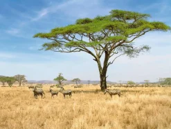Pancartas De Verano|Bandera Xxl>DecoWoerner Lona XXL "African Savannah" Lona Ignífuga Para Camiones De Gran Formato 250 X 330 Cm marrón