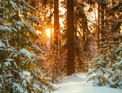 Pancartas De Navidad E Invierno|Decoración Navideña Xxl>DecoWoerner Lona XXL "Amanecer En El Bosque De Invierno" De Lona De Camión Ignífuga 250 X 330 Cm blanco