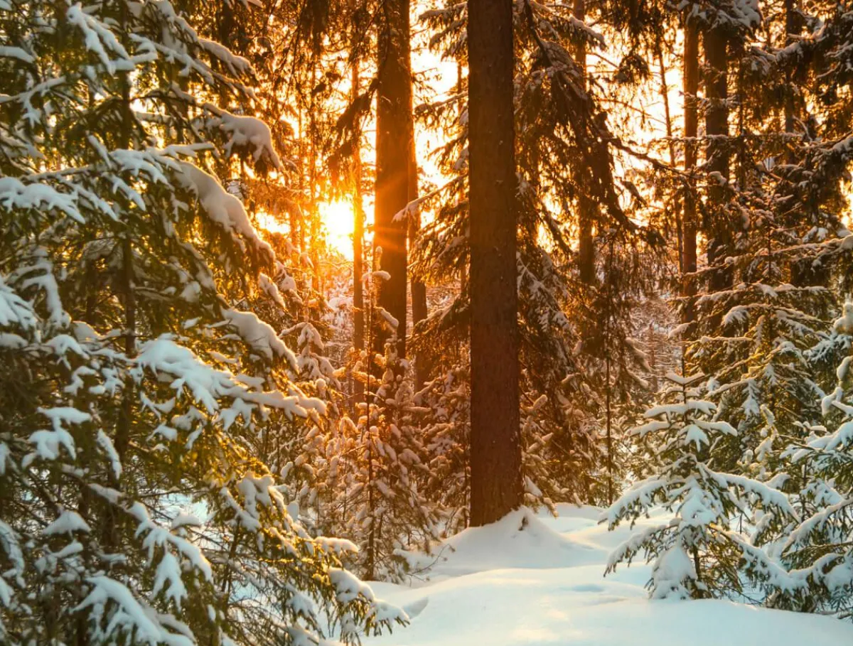 Pancartas De Navidad E Invierno|Decoración Navideña Xxl>DecoWoerner Lona XXL "Amanecer En El Bosque De Invierno" De Lona De Camión Ignífuga 250 X 330 Cm blanco