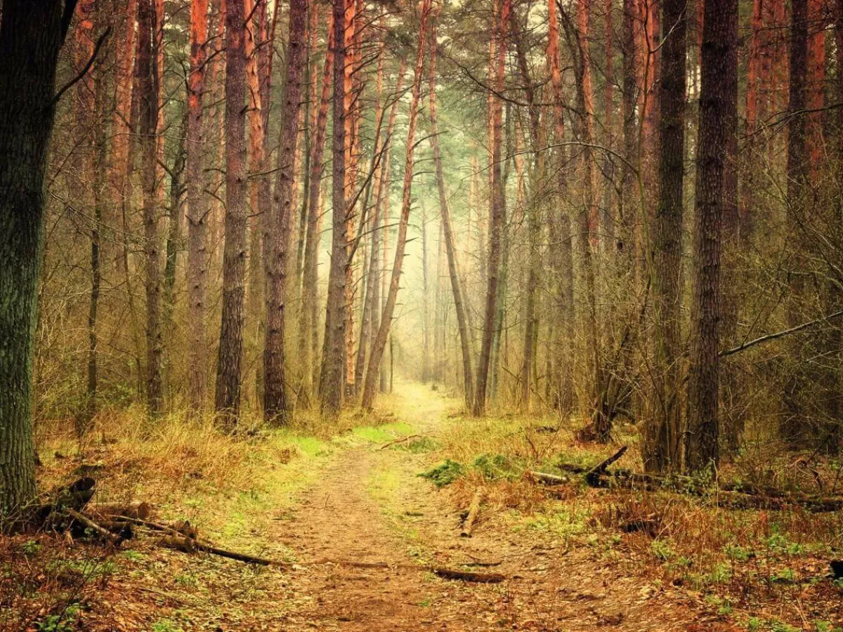 Pancartas De Otoño|Bandera Xxl>DecoWoerner Lona XXL "Sendero Del Bosque Otoñal" Súper Gran Formato De Lona De Camión Ignífuga 250 X 330 Cm naranja