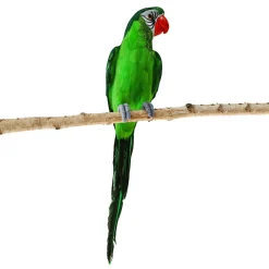 Decoración De Animales|Decoración De Verano>DecoWoerner Loro Sentado 66 X 16 X 17 Cm verde