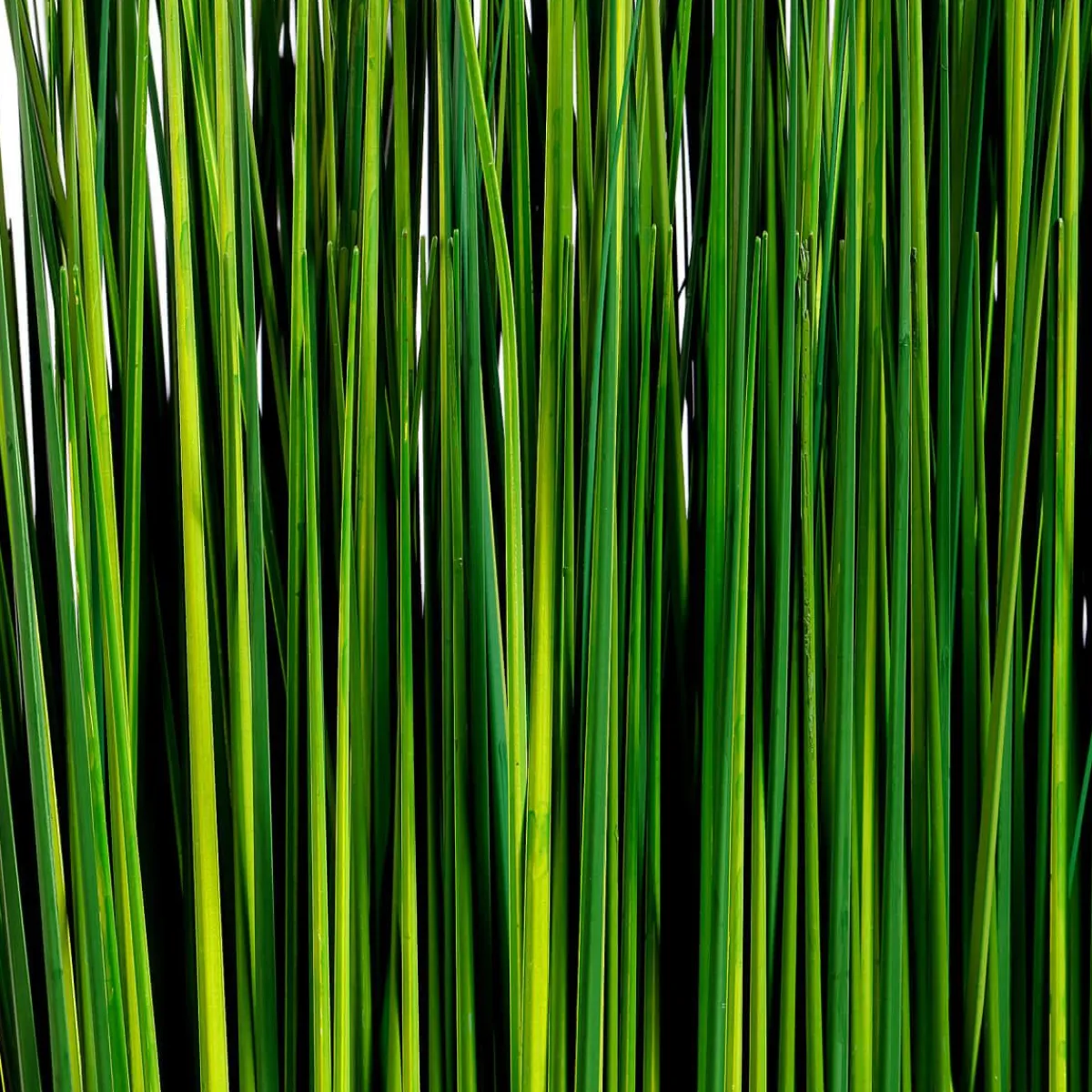 Hierba Decorativa>DecoWoerner Manojo De Hierba Decorativa 76 Cm verde