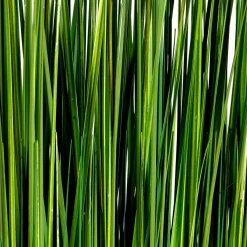 Hierba Decorativa><noscript><img width=