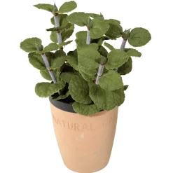 Plantas De Interior|Verduras Y Hierbas>DecoWoerner Menta Decorativa En Tiesto De Barro 20 Cm verde