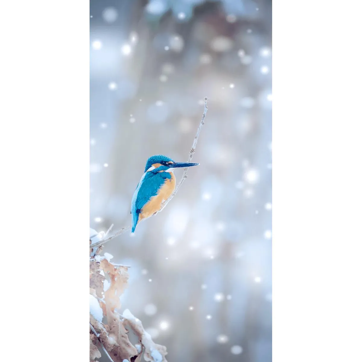 Decoración De Invierno|Pancartas De Navidad E Invierno>DecoWoerner Pancarta De Tela Ignífuga "Kingfisher" De Tela De Bandera 100 X 200 Cm azul