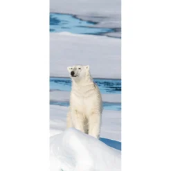 Decoración De Invierno|Pancartas De Navidad E Invierno>DecoWoerner Pancarta De Tela Ignífuga "Oso Polar" De Tela De Bandera 75 X 180 Cm blanco