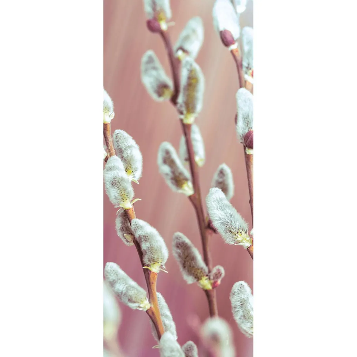 Decoración De Pascua|Decoración De Primavera>DecoWoerner Pancarta De Tela Ignífuga Palm Kitty De Tela De Bandera 75 X 180 Cm blanco