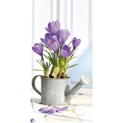 Decoración De Pascua|Decoración De Primavera>DecoWoerner Pancarta De Tela Ignífuga "azafranes Morados En La Regadera" De Tela De Bandera 100 X 200 Cm violeta
