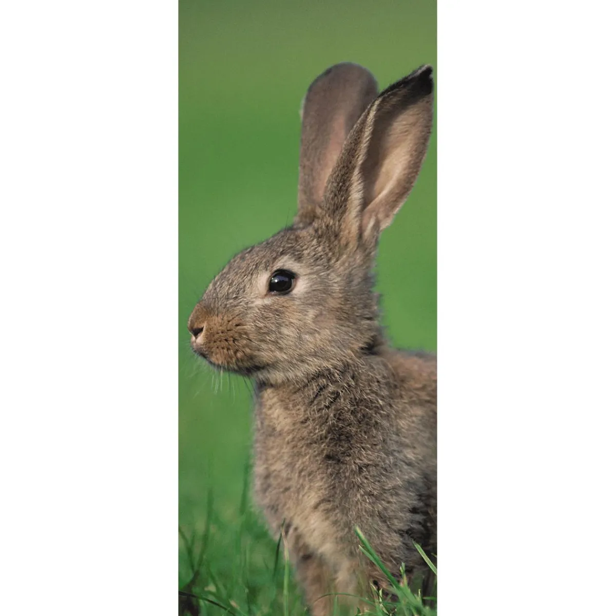 Decoración De Pascua|Pancartas De Primavera>DecoWoerner Pancarta De Tela Retardante De La Llama Tela De Bandera De Conejo De Campo 75 X 180 Cm marrón