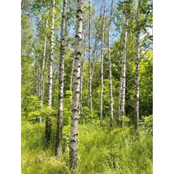 Bandera Xxl>DecoWoerner Pancarta De Tela XL "Bosque De Abedules En Primavera" De Tela De Bandera Ignífuga 150 X 200 Cm