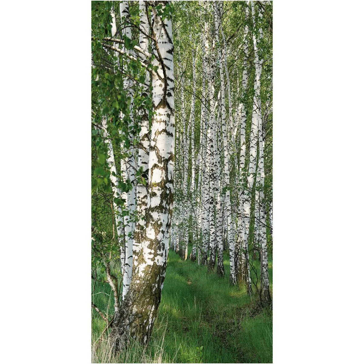 Pancartas De Primavera>DecoWoerner Pancarta Ligera De Fibra Natural "Bosque De Abedules" De Algodón 100 X 200 Cm verde