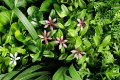 Decoración De Pascua|Paredes De Plantas><noscript><img width=