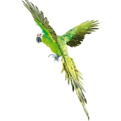 Decoración De Animales|Decoración De Verano>DecoWoerner Papagayo Decorativo Longitud 77 Cm verde