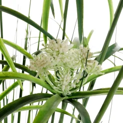 Hierba Decorativa><noscript><img width=