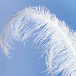 Decoración Temática>DecoWoerner Pluma De Avestruz, Color blanco