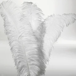 Decoración Temática>DecoWoerner Pluma De Avestruz, Color blanco