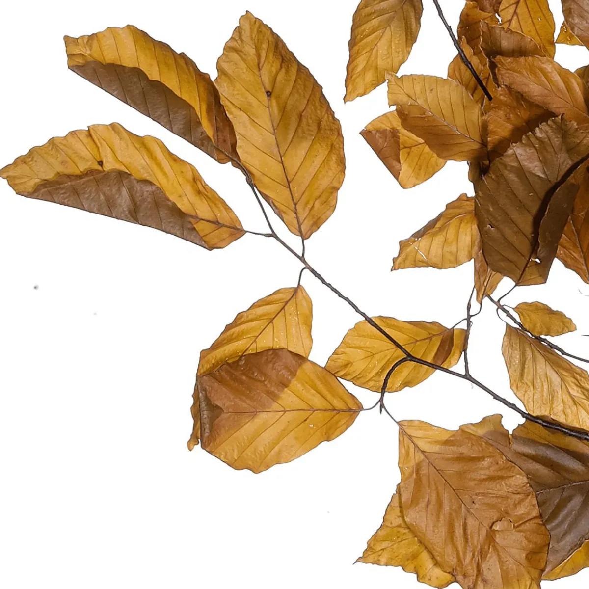 Decoración De Otoño|Ramas Y Ramitas>DecoWoerner Ramitas De Haya Auténticas, Amarillo - Naranja 80 Cm marrón