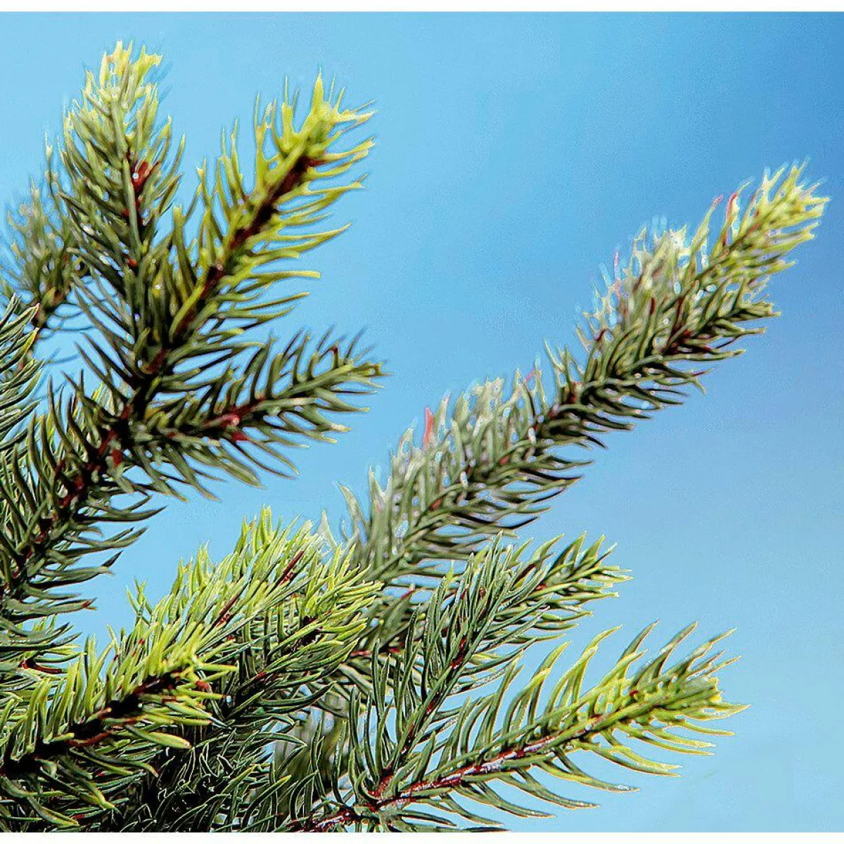 Árboles De Navidad Artificiales>DecoWoerner Árbol De Navidad Artificial Abeto Douglas Con LED 210 Cm verde