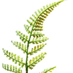 Decoración De Primavera|Plantas Verdes><noscript><img width=