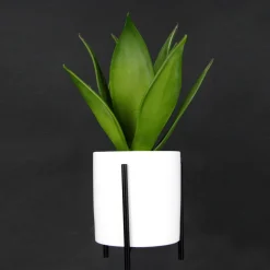 Plantas De Interior><noscript><img width=